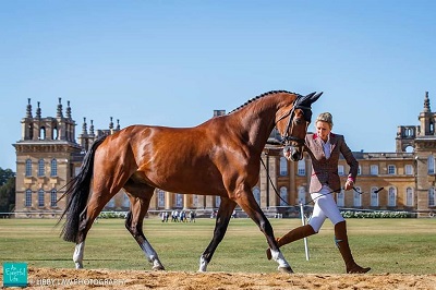 Beau_trot_up_Blenheim.jpg